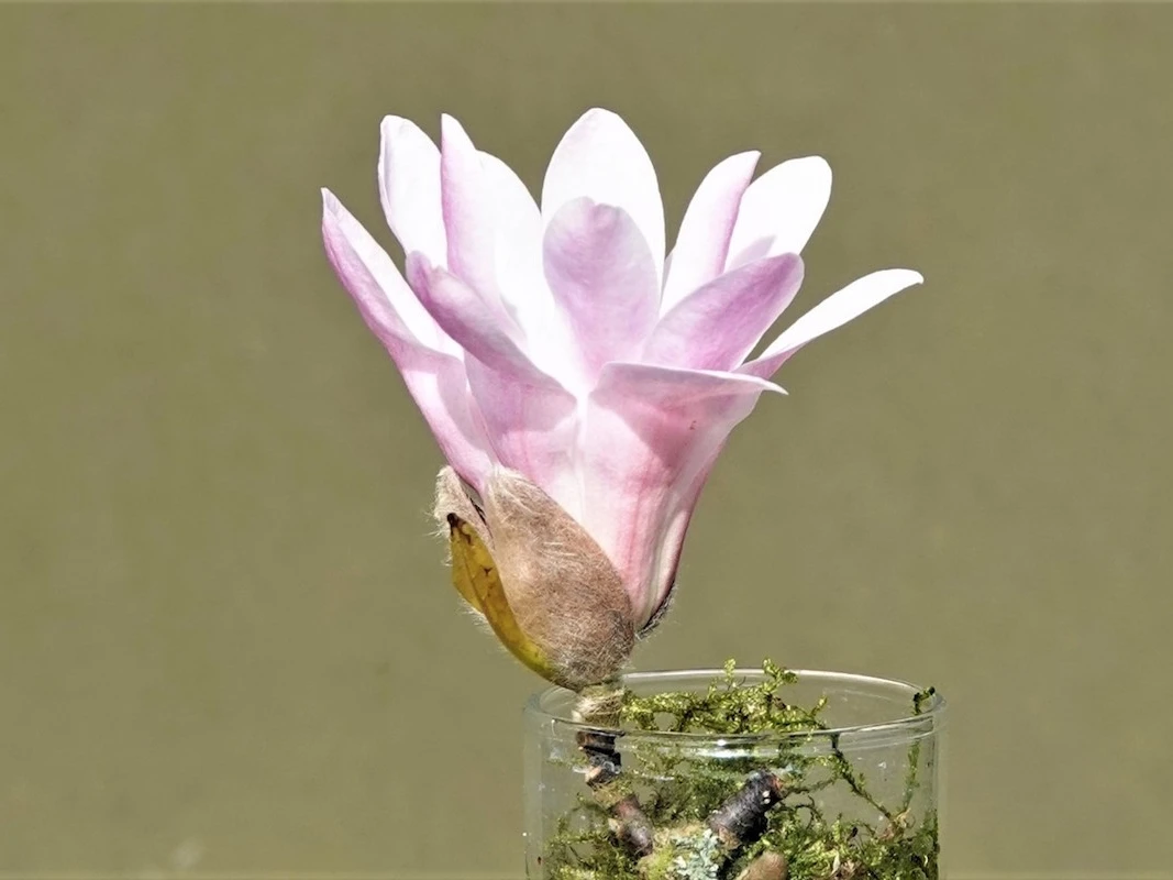 x loebneri Leonard Messel